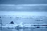 preview cold