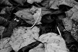 preview bw
