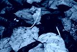 preview cold