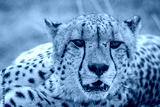 preview cold