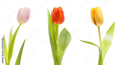 image to crop