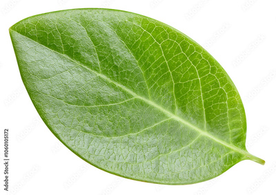 image to crop