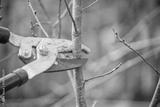 preview bw