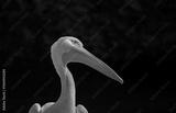 preview bw