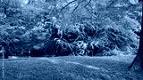 preview cold