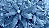 preview cold