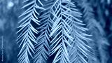 preview cold