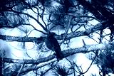 preview cold