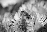 preview bw