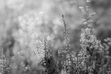 preview bw