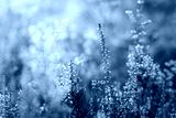 preview cold