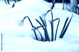 preview cold