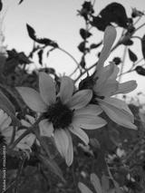 preview bw