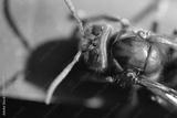 preview bw