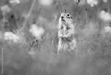 preview bw