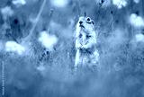 preview cold