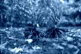 preview cold
