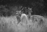 preview bw