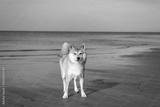 preview bw