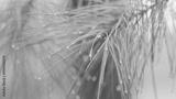 preview bw