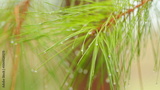 preview original
