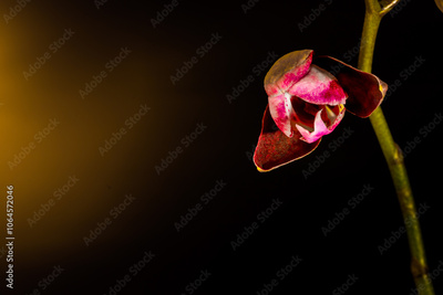 image to crop