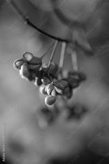 preview bw
