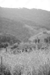 preview bw