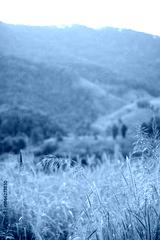 preview cold