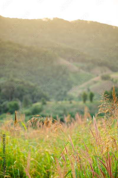 image to crop
