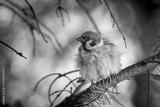 preview bw