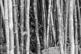 preview bw