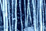 preview cold