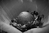 preview bw