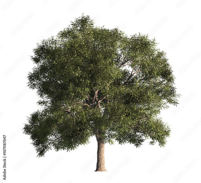 image to crop