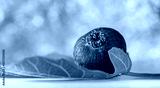 preview cold