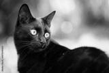 preview bw