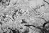 preview bw