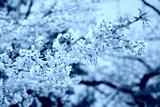 preview cold