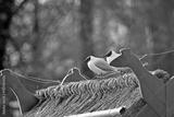 preview bw