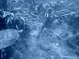 preview cold
