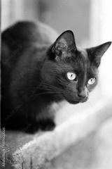 preview bw