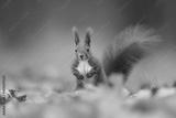 preview bw