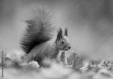 preview bw