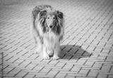 preview bw