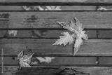 preview bw
