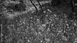 preview bw