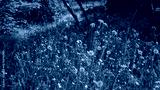 preview cold