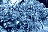 preview cold