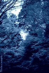preview cold